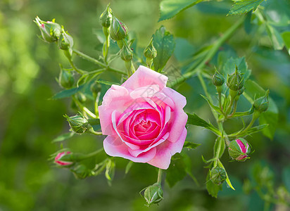 粉红玫瑰的分枝 有花朵和鲜花植被栽培树叶落叶灌木植物植物群园艺木本观赏图片