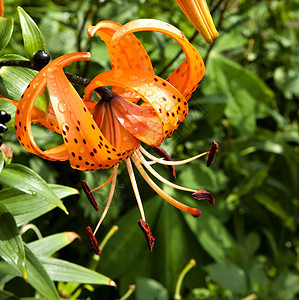 橙色老虎 Lily带雨滴花园季节宏观花瓣液体植物日落植物学植物群花朵图片