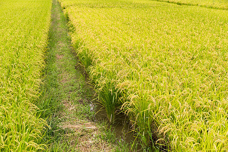 绿稻田粮食农业风景生长热带谷物食物收成季节植物群图片