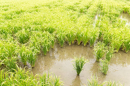 草地里的稻田饭图片