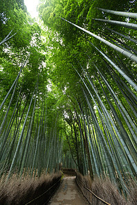 阿拉希山的竹木林绿色植物树林花园叶子竹子森林图片
