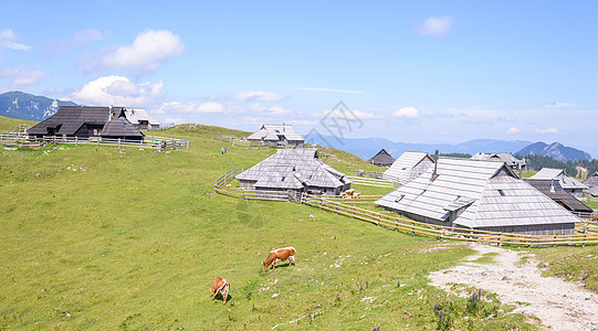 高原 斯洛文尼亚 阿尔卑斯山村 传统风格的木制房屋 大众登山目的地农村小屋假期奶牛全景远足木头太阳旅游牧场图片