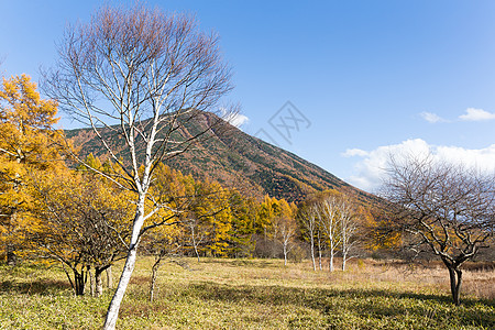 美丽的风景龙头蓝色爬坡天空沼泽干草农村神社稻草森林图片