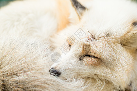 狐狸睡近一点图片