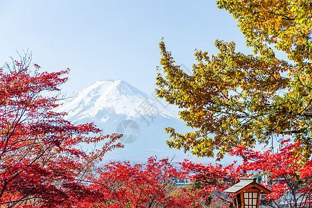 藤山和红木图片