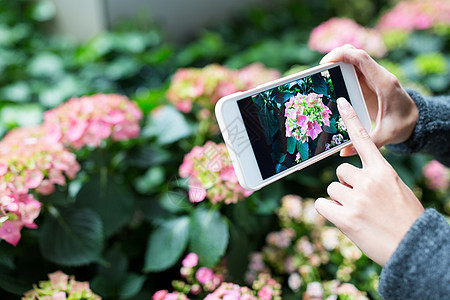 妇女使用手机在花园Hydrangana拍摄照片高清图片