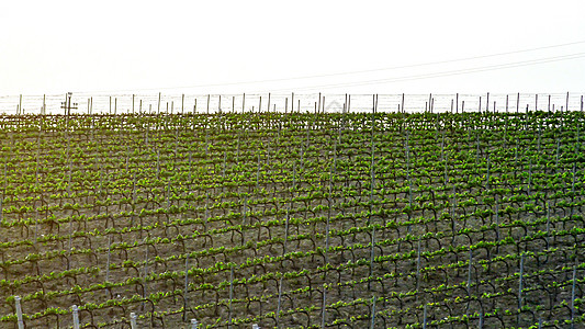 典型的意大利葡萄园酒厂收成天空植物生长藤蔓阳光土壤线条领域图片