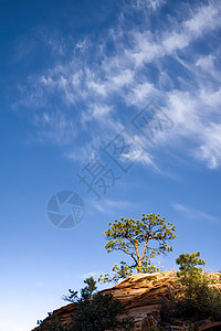 锡安国家公园落花果树上的松树图片