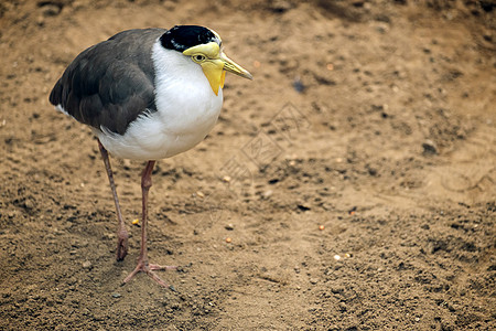 Fuengirola生物公园的Lapwing(Vanellus英里)图片