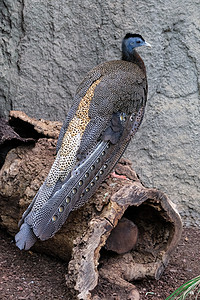 四月4日 大阿尔古斯阿古西亚usa生物园尾巴黑色野生动物棕色孔雀野鸡热带动物园动物图片