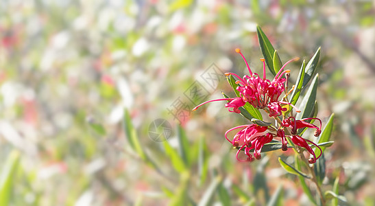 澳大利亚花朵Grevilla哀悼背景图片