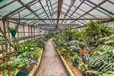 植物园制玻璃房大楼建筑植物学园艺农业生长棕榈花园温室环境房子图片
