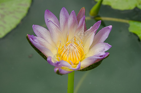 白色混合紫莲花花在盛开中漂浮粉色花卉叶子背景绿色植物花瓣庭园图片