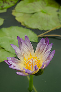 白色混合紫莲花花在盛开中漂浮叶子植物花卉庭园花瓣背景绿色粉色图片