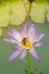 白色混合紫莲花花在盛开中漂浮花卉植物花瓣叶子庭园背景粉色绿色图片