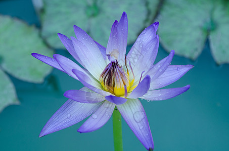 白色混合紫莲花花在盛开中漂浮粉色庭园花卉绿色花瓣植物背景叶子图片