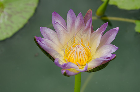 白色混合紫莲花花在盛开中漂浮叶子庭园绿色植物花卉背景花瓣粉色图片