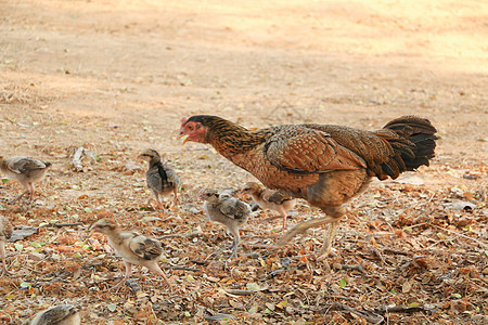 母鸡和小鸡都在家里动物女性棕色家畜团体背景图片