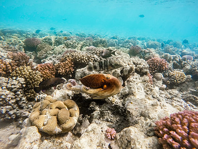 珊瑚礁章鱼在珊瑚礁上游泳图片