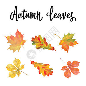 一组不同的秋叶 和枫叶孤立在白色背景上 它制作图案矢量图片