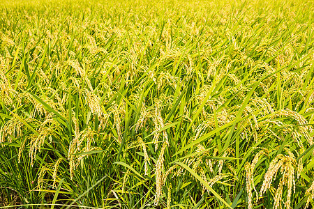 大稻草地天空稻田谷物农村季节种植园叶子粮食蓝色生长图片