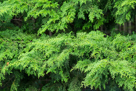 松树植物群叶子绿色植物花园季节针叶树季节性绿色森林锥体图片