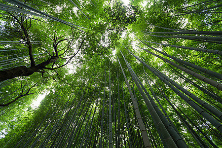 竹竹林绿色植物花园树叶生长丛林微风叶子文化森林植物背景图片