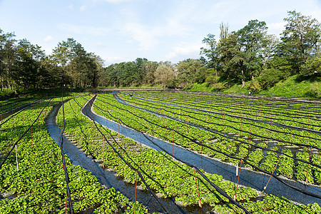 Wasabi农场植物农田香料主义者场地异国情调草本植物大王食物图片