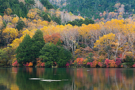 Nikko的Yunoko湖叶子观光游客农村公园森林季节树叶风景湿地图片