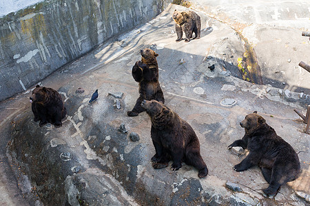 动物园公园可爱熊图片