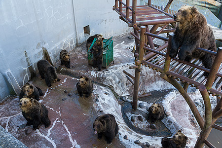 日本熊本城熊坐在岩石上公园食物森林危险捕食者哺乳动物动物园毛皮黑色场地背景