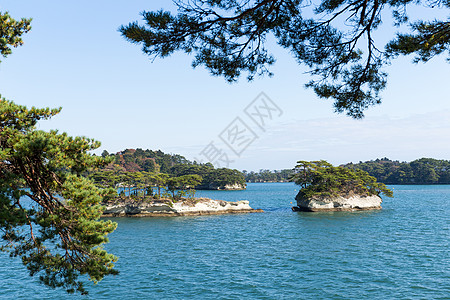 松岛景点旅游观光植物晴天阳光蓝色航行风景松树图片