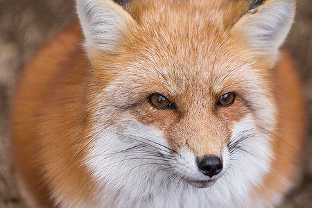 红狐狸关门动物犬科食肉哺乳动物捕食者红色公园小吃灰色荒野图片