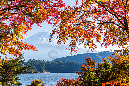 秋天湖边日本富士山 秋天从川口湖来的背景