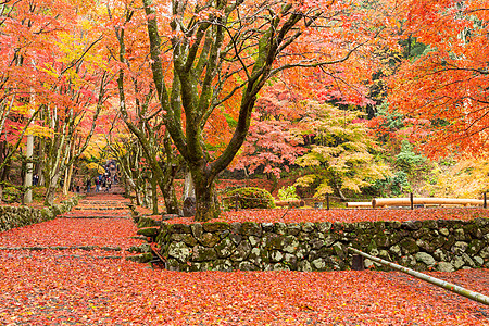 日本花园 配有木瓜树的日本花园岩石计策树叶木头宗教橙子叶子村庄森林石头图片