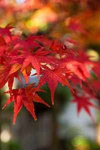 红日式日本马图森林季节黄色天空丛林阳光木头红色枝条金子图片