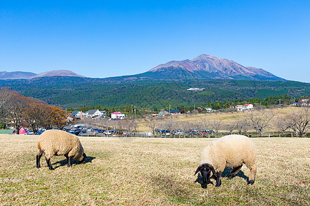 具有岛山的羊牧农场森林场地风景地标绵羊晴天国家农村草原蓝色图片