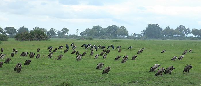 野生葛里芬秃鹫非洲稀树草原肯尼亚危险鸟类狮鹫大鸟羽毛秃鹰领口一夫一妻名录红色掠食性猎物图片