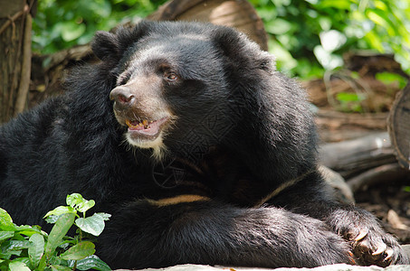 亚非黑熊攻击哺乳动物公园蕨类野生动物保护耳朵荒野栖息地环境图片