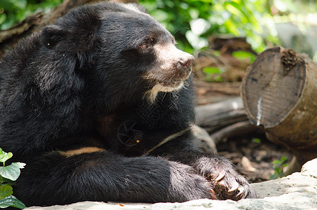 亚非黑熊森林哺乳动物眼睛公园耳朵环境保护栖息地攻击蕨类图片