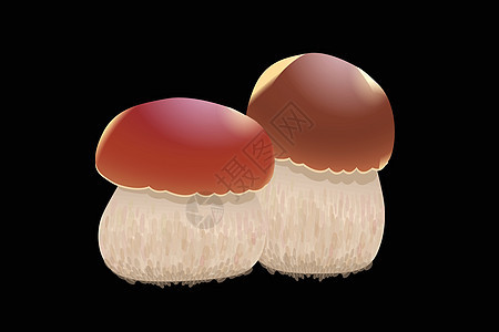 在黑色背景上孤立的蘑菇橙色帽牛肝菌 它制作图案矢量图片