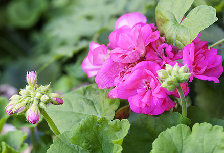 粉红色的天竺葵花植物花园花瓣生长地带植物学紫色植物群宏观花朵图片