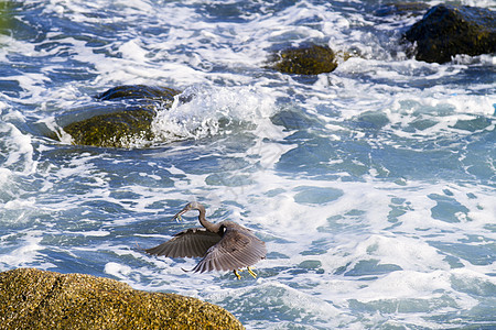太平洋礁白鹭 寻找鱼的黑太平洋礁白鹭气候池塘鸟类环境公园脖子海洋沼泽动物群荒野图片