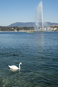 日内瓦湖的天鹅游泳 后面有Jet市中心地标中心游客山脉旅游组织喷射全景吸引力图片