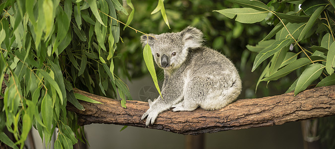 Koala在一棵叶树上动物园桉树衬套动物群灰色苏醒野生动物耳朵哺乳动物考拉图片