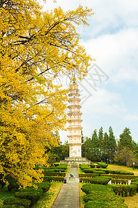 重生寺目的地寺庙银杏树宝塔旅游旅行图片