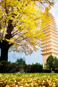 重生寺银杏树目的地寺庙宝塔旅行旅游图片