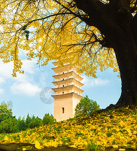 重生寺旅行银杏树旅游宝塔寺庙目的地图片