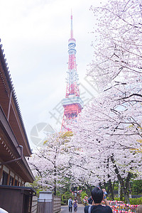 东京塔 有樱花花包围假期旅行目的地旅游樱花花朵图片