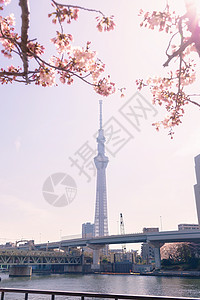 东京天树假期目的地旅游旅行樱花花朵图片